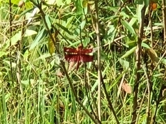 Camacinia gigantea