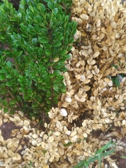Buxus sempervirens
