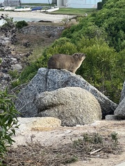 Procavia capensis capensis