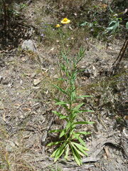 Xerochrysum bracteatum