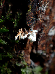 Cordyceps tenuipes