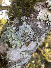 Physconia americana