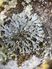 Physconia americana