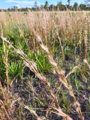 Andropogon ternarius