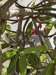 Halcyon senegalensis