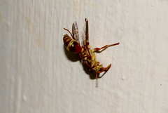 Ropalidia romandi