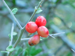 Castela erecta