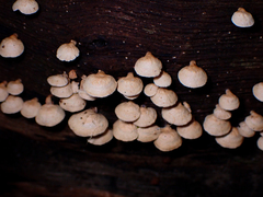 Panellus luxfilamentus
