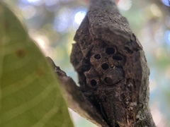 Dryocosmus asymmetricus