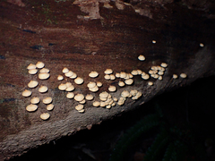 Panellus luxfilamentus