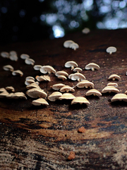 Panellus luxfilamentus