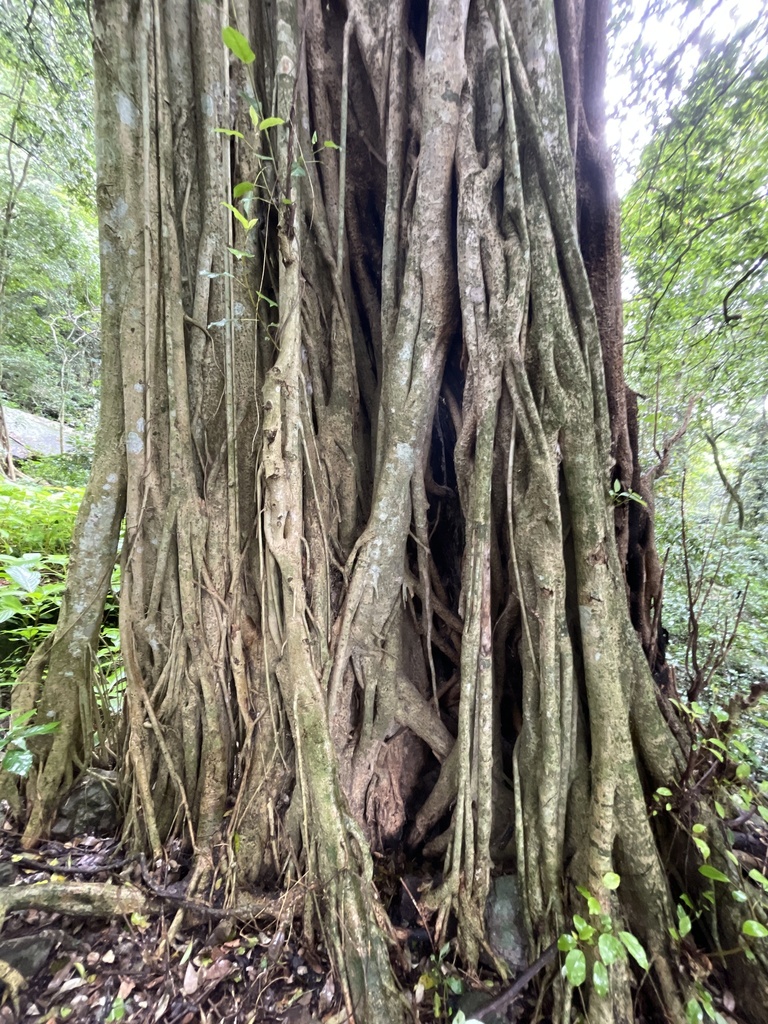 Muwonde Tree Figs from O.R.Tambo, ZA-EC, ZA on November 10, 2022 at 01:31 PM by ...