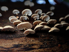Panellus luxfilamentus