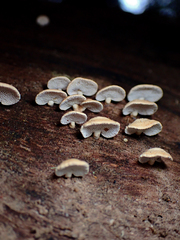 Panellus luxfilamentus