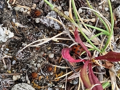 Coccinella undecimpunctata