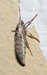 Deuterotinea casanella