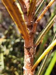 Pseudopanax linearis