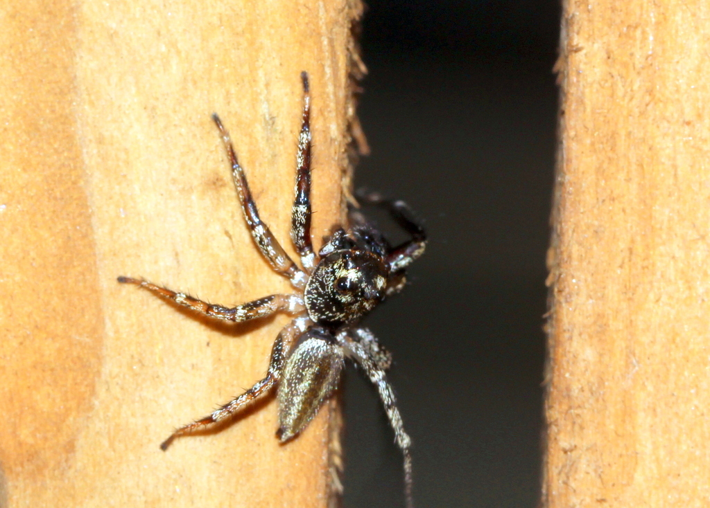 Swifts' Ant-hunter Spider from Cairns QLD, Australia on September 03 ...