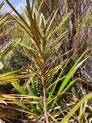 Pseudopanax linearis