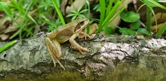 Rana dybowskii