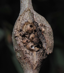 Dryocosmus asymmetricus