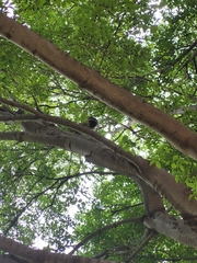 Chlorocebus pygerythrus