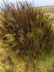 Baloskion tetraphyllum