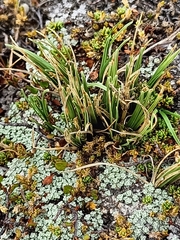 Carex decurtata