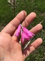 Dierama