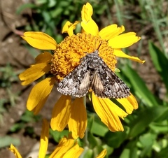 Syngrapha angulidens