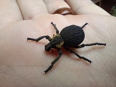 Brachycerus