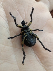 Brachycerus