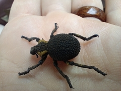 Brachycerus