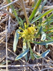 Acicarpha procumbens