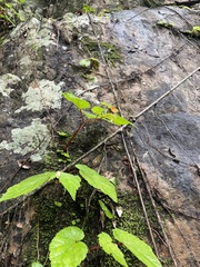 Begonia sutherlandii