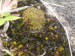 Hyophila involuta