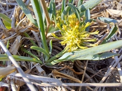 Acicarpha procumbens