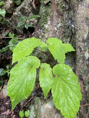 Begonia sutherlandii