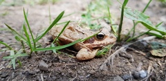 Rana dybowskii