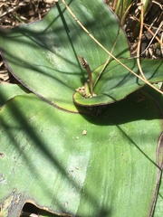 Ledebouria