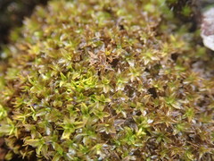 Hyophila involuta