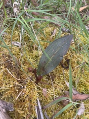 Cryptostylis leptochila