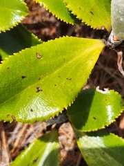 Macrolearia colensoi