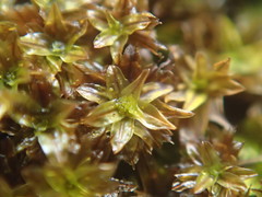 Hyophila involuta