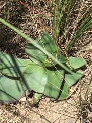 Ledebouria