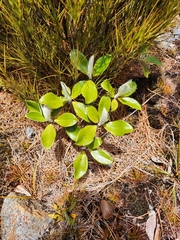 Macrolearia colensoi
