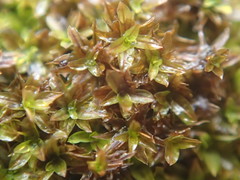 Hyophila involuta