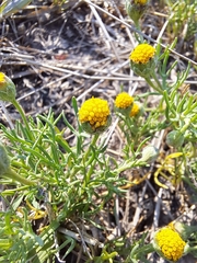 Hymenoxys anthemoides