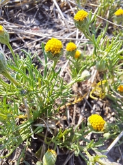 Hymenoxys anthemoides