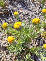 Hymenoxys anthemoides